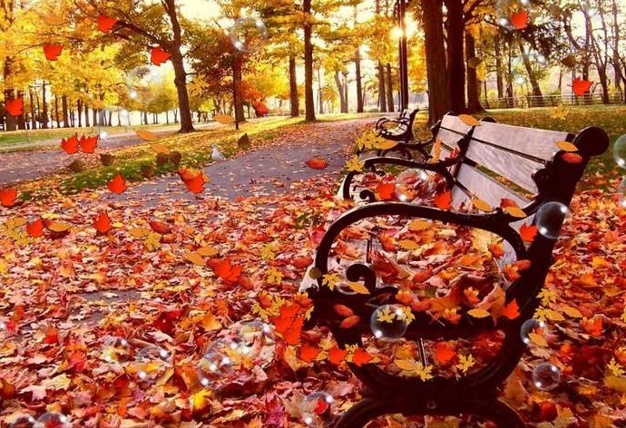 reportase musim gugur autumn