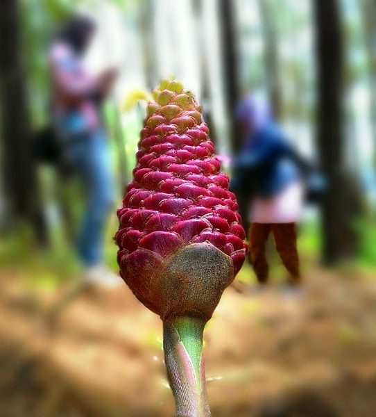 virus jalan-jalan travelling